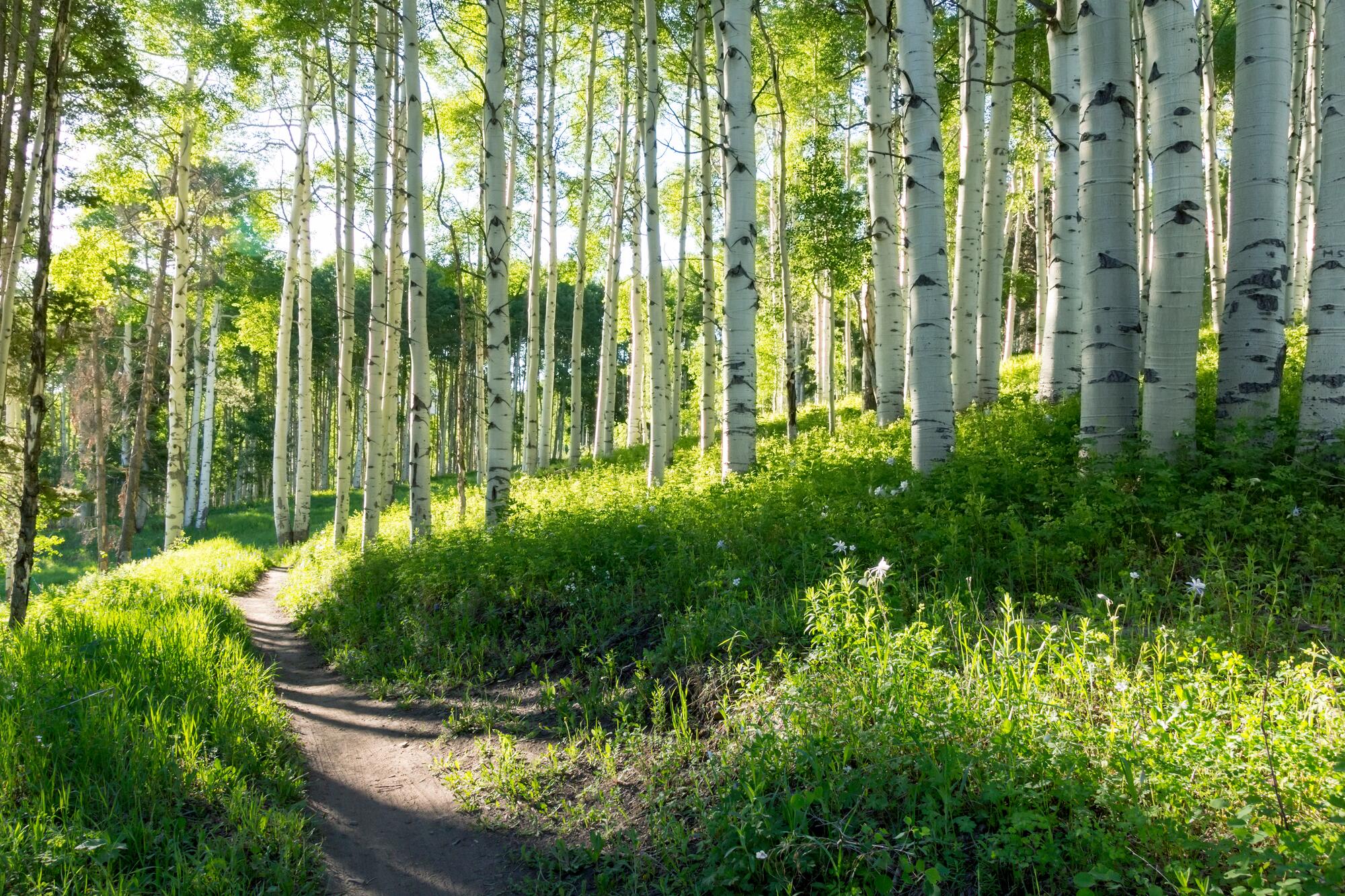 trees