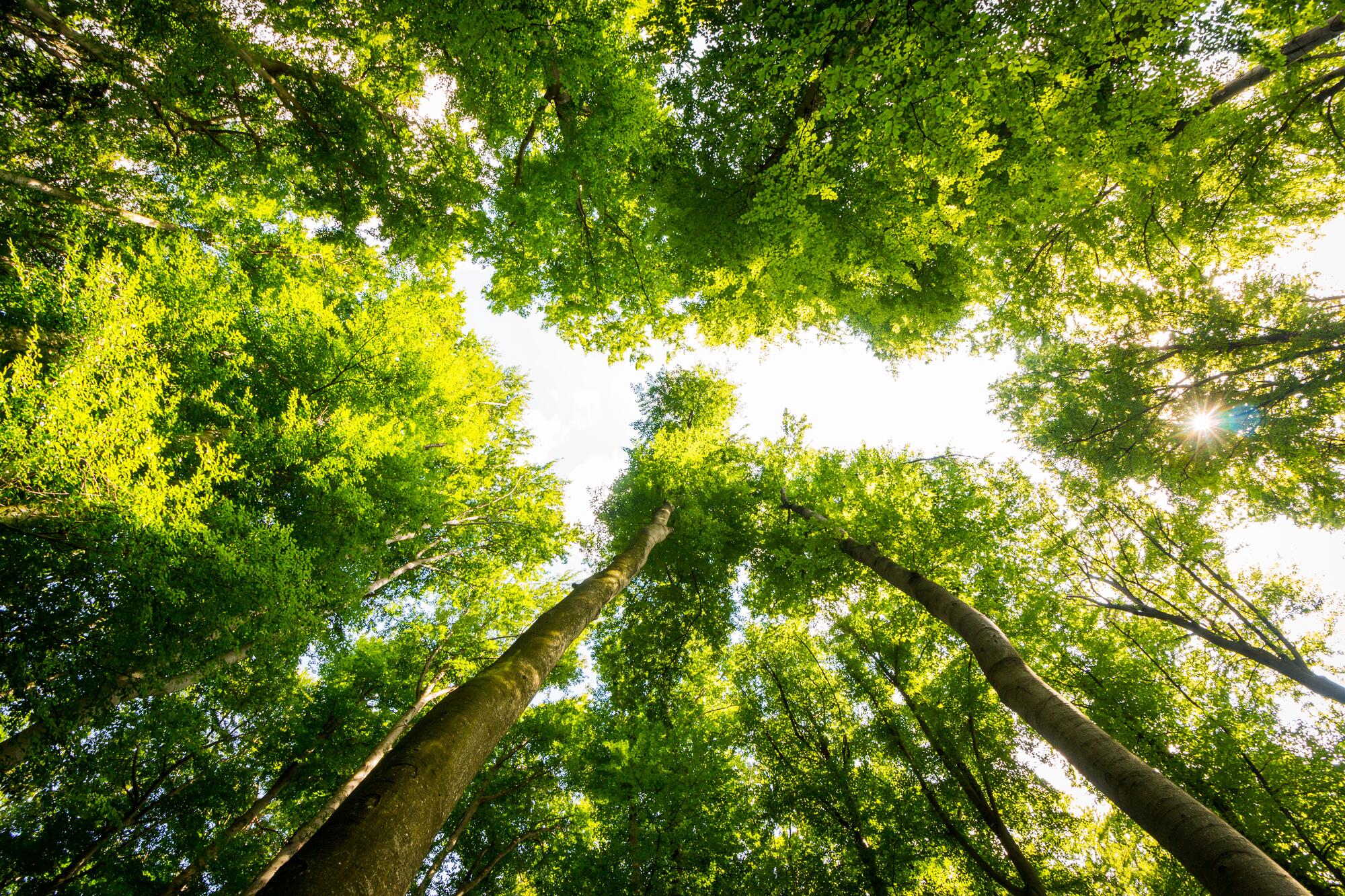 forest