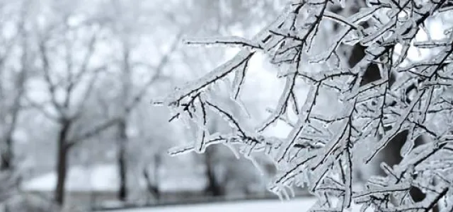 Frost-covered tree branches in a winter landscape, with ice-coated twigs in sharp focus and bare trees blurred in the snowy background